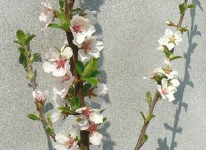 ユスラウメ（山桜桃）の花